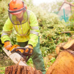 Gartenbäume schneiden